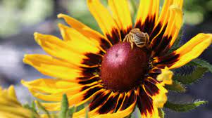 Minnesota snowflake has fragrant, double flowers. Flowers Umn Extension