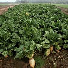 Image result for sugar beet