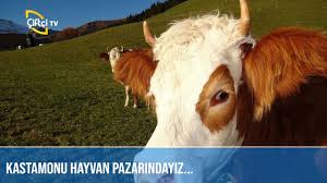 Kastamonu Hayvan Pazari Sultan Pazari Youtube