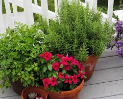 Below, we rounded up the plants gardeners love to use to repel annoying bugs. 9 Plants That Repel Mosquitoes Flies Spiders Signals Az