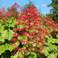 Image result for Clerodendrum fuscum