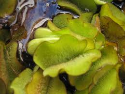 Molesta is a sterile pentaploid hybrid fern that forms spore sacs containing abortive spores due to. File Salvinia Molesta Habitus 3 Jpg Wikimedia Commons