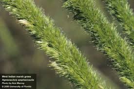 Image result for Gynura amplexicaulis