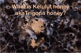 Honey, particularly manuka honey and raw honey is often praised for its health benefits. What Is Kelulut Honey Or Trigona Honey