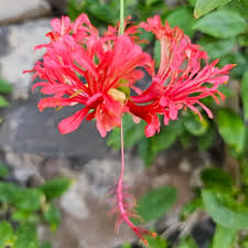 Image result for Hibiscus schizopetalus