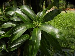 Image result for Mangifera