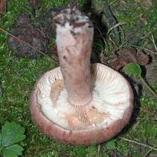 Image result for Lactarius mutabilis