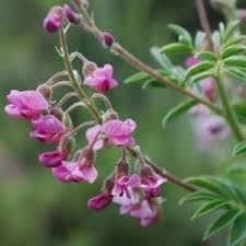 Image result for Lessertia pauciflora