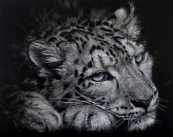 Lesley Barrett Scratchboard Lesley Barrett Scratchboard Art Scratchboard Art Scratchboard Animal Art