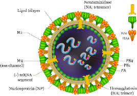 Virus patógenos altos o bajos (hpai y lpai, respectivamente) dependiendo de la característica molecular del virus y de su capacidad para causar enfermedad y. Martes 1 De Junio De 2021 17 00 05 Buenos Aires Centro Argentina Toggle Navigation Logo Buenos Aires Centro Argentina Ganaderia Agricultura Industria Actualidad Calidad Trazabilidad Art Tecnicos Animal Industria Vegetal Bioenergia Legislacion