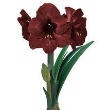 Black Star Giant Amaryllis Bulb New Color 26 28cm Bulb Amaryllis Bulbs Amaryllis Long Lasting Flower
