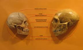 Ob die neandertaler selbst auf die idee kamen, tierfiguren, ringe und kettenglieder zu schnitzen, oder ob sie das beim homo sapiens abschauten. Neandertaler Wikipedia