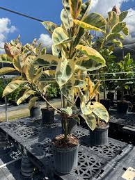 Image result for Ficus tettensis