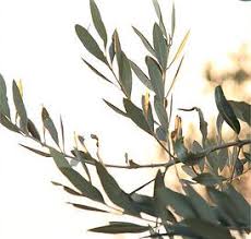 Olive Leaves Details Logo Packaging Design Artemis Aesthetic Olive Leaf