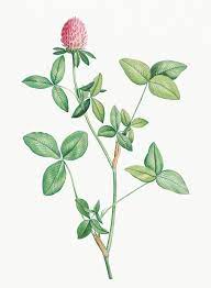 Download Premium Illustration Of Vintage Clover Flower Plant Illustration Clover Flower Botanical Flowers Flower Illustration