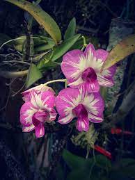 Dendrobium Enobi Purple Splash Beautiful Orchids Beautiful Flowers Orchids