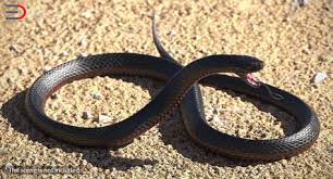 Desert Black King Snake Rigged For Cinema 4d 3d Model 3d Model Snake Black King