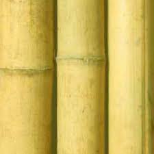 Decoracion con cañas de bambu y piedras. Cana Bambu Comun Decoracion Interior Para Interior Se Trata De Un Bambu Ligeramente Conico Que Suele Usarse Para Decoracion En Interiores Dbambu