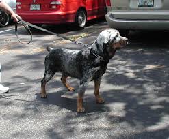 Look forward to buy a rottweiler pup for your family? Gulfstream Guardian Angels Rottweiler Rescue