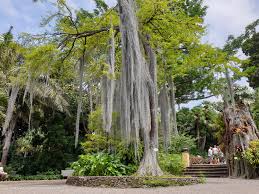 Best south tenerife rentals from your favourite sites. Der Botanische Garten Von Puerto De La Cruz Puerto De La Cruz Entdecken
