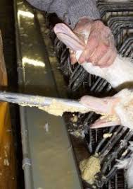 Come si fa il foie gras. Manifesto Foie Gras Stop Gavage