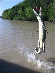 Park rangers in the northern territory are cautioning tourists about swimming in local waterways after a 3.3 metre saltwater crocodile was caught this week. We Are Australia A 1 5m Saltwater Crocodile Leaping Completely Out Of A River In The Northern Territory After Being Tempted With Food By A Cruise Operator Via The Nt News Facebook