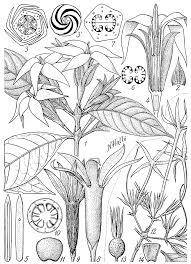 Image result for Leptactina