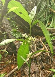 Image result for Corymborkis