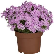 This plant will provide nectar and pollen for bees and the many other types of pollinating insects. Obi Garten Teppich Flammenblume Topf O Ca 14 Cm Phlox Kaufen Bei Obi