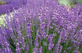 English lavender plants are early bloomers beginning in mid spring. Plant With Special Offer Detail Lavender Plant Lavender Plants For Sale Lavender Hidcote
