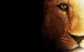 Browse millions of popular galatasaray wallpapers and ringtones on zedge and personalize your phone to suit you. Lion Face Wallpapers Wallpaper Cave