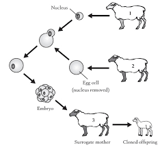 The Diagram Shows The Cloning Of An Animal Which Of The Following Options Will Be Most Closely Related To The Mitochondrial Dna Of The Cloned Animal