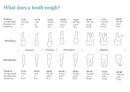 Tooth Counting Chart Clipart Images Gallery For Free