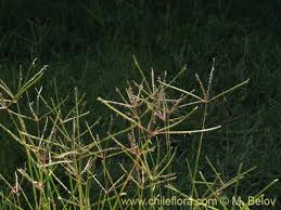 Image result for Digitaria nitens