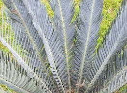 Image result for Encephalartos