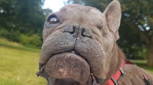 Reddit gives you the best of the internet in one place. Dozens Offer One Eyed French Bulldog Ugly Betty New Home Bbc News