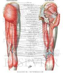 Human muscle system, the muscles of the human body that work the skeletal system, that are under voluntary control, and that are concerned with movement, posture, and balance. Muscles Of Back Of Hip And Thigh Muscles Of Hip And Thigh Posterior Views