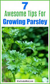 7 Tips For Growing Parsley Easy Parsley Gardening Tips A Cultivated Nest Growing Parsley Growing Food Parsley Plant