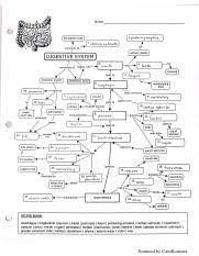 Digestive System Concept Map Pdf Scanned By Camscanner Course Hero