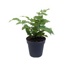 Image result for Coniogramme