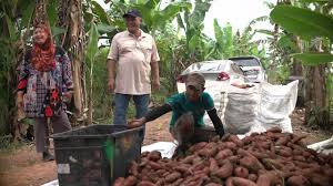 Jadi bagaimana sebenarnya cara untuk menanam keledek ini ye? Success Story Haji Basri Menanam Keledek Keladi Taro Dan Ubi Kayu Seluas 50 Ekar Youtube