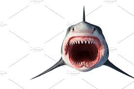 White Shark Marine Predator Front White Sharks Biggest White Shark Marine