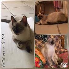 Retrouvee Avait Son Annonce Chat Pattes En Cavale 974 Facebook