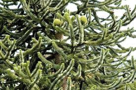 Image result for Araucariaceae
