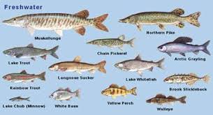 Fish The Canadian Encyclopedia