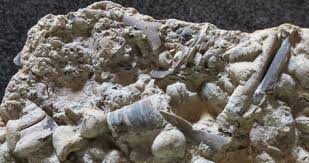 The michigan puddingstone is a conglomerate of primarily quartzite and pebbles of jasper. 25 Minnesota Rocks Minerals Ideas Rocks And Minerals Minerals Lake Superior Agates