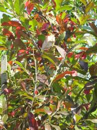 Image result for Combretum kraussii