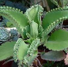 Amazon Com 3 Mother Of Thousands Kalanchoe Daigremontiana Mexican Hat Plant Succulent Garden Outdo In 2020 Mother Of Thousands Plant Succulents Mexican Hat Plant