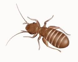 Check spelling or type a new query. Psocids Mites Book Lice Barklice How To Get Rid Of Them