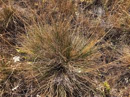 Image result for Deschampsia
